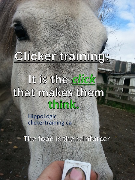 HippoLogic clicker training is about the click