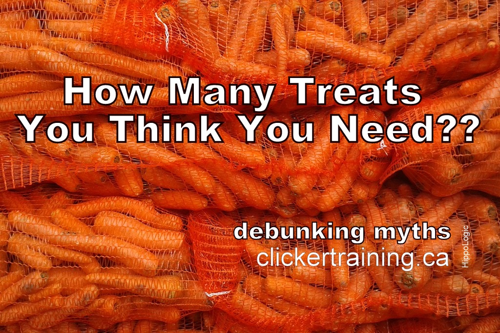 carrying treats in clicker training_hippologic_debunking myths_clickertraining