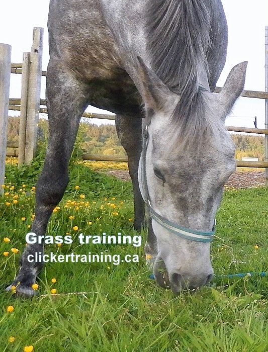 stop grazing_hippologic clickertraining academy grass training leading on grass2