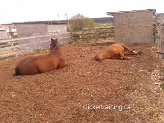 hippologic train horse to lie down clickertraining