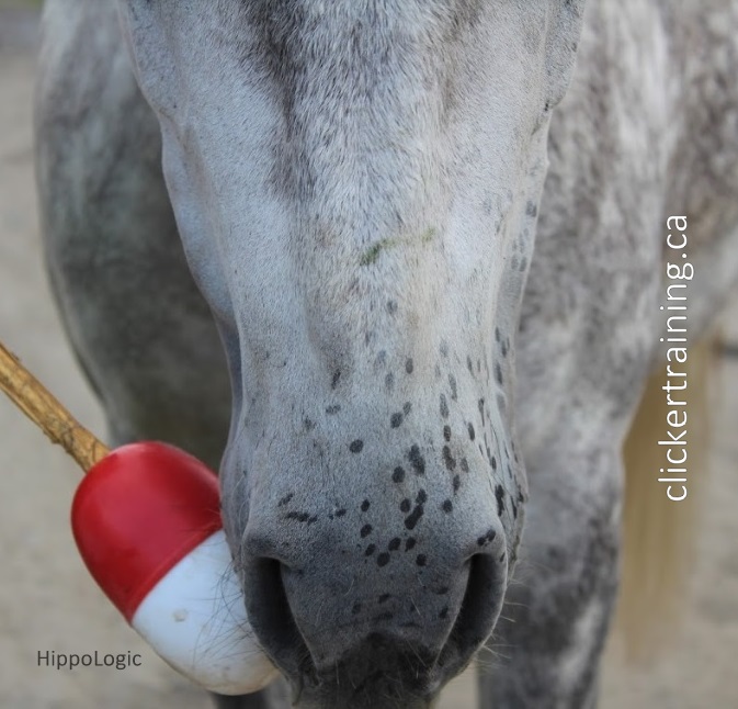 Key Lesson Targeting is one of the basics in HippoLogic Horse training