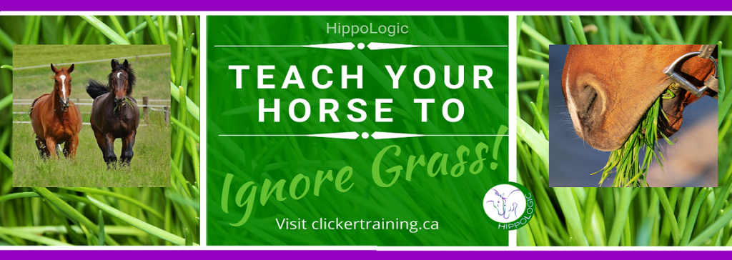 Grass training gives clarity and prevents frustration. THe relationship with your horse will improve