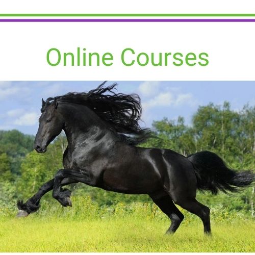 Online clicker training course hippologic