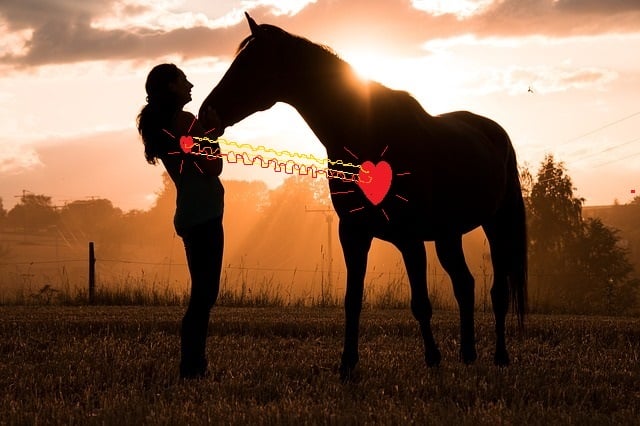 Heart to heart connection with your horse