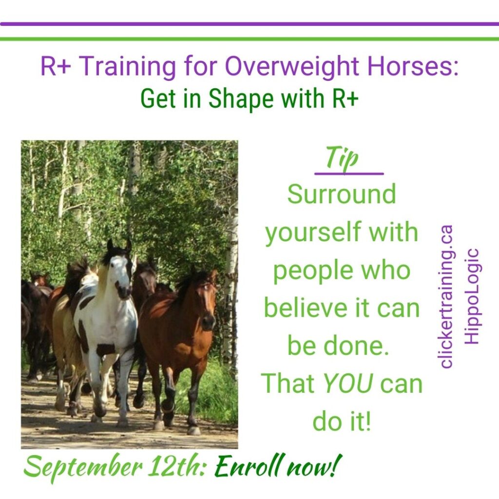 Get your horse in shape with R+