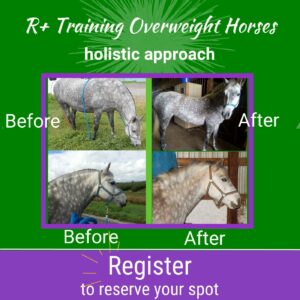 R+ Training for Overweight Horses