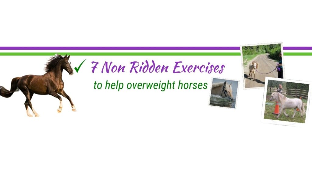 7 non ridden exercises overweight horses