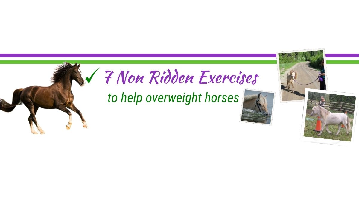 Exercising Overweight Non Ridden Horses: 7 Excellent Exercises