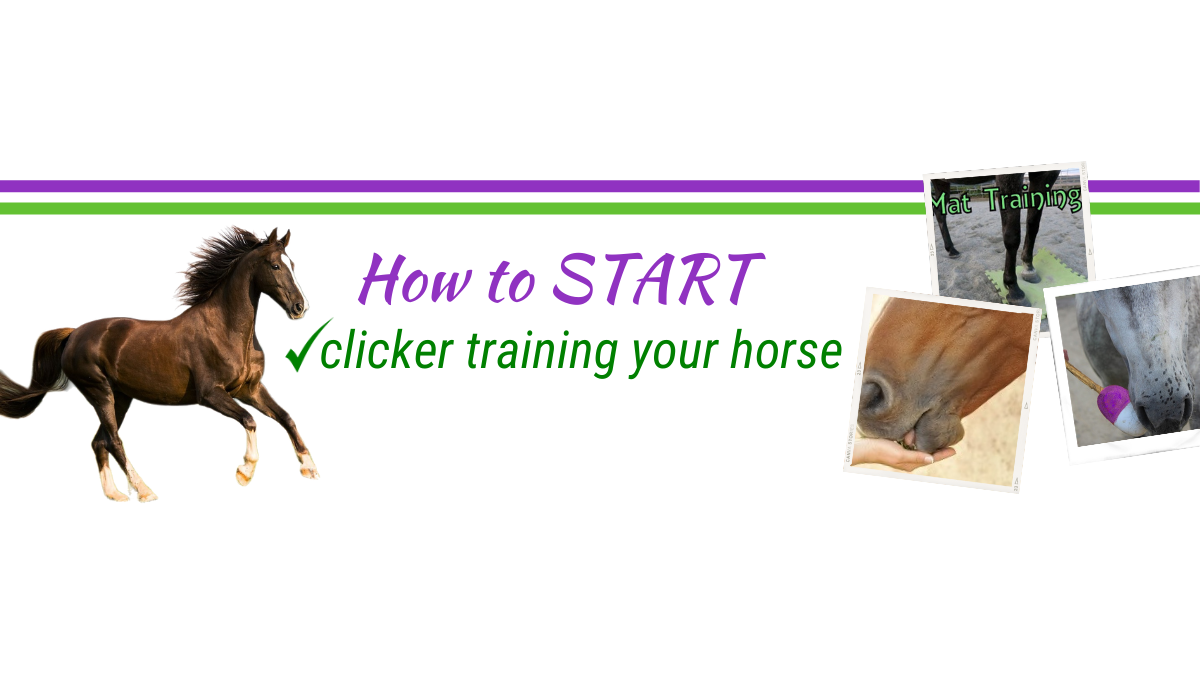 How to Start Clicker Training my Horse?