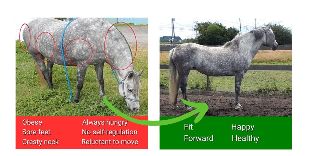 From Fat to fit in a few months with HippoLogic's exercise program