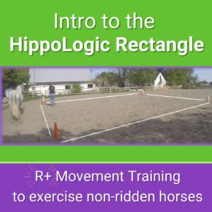 Exercise your horse with positive reinforcement. Start at liberty