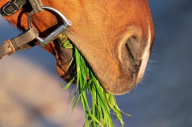 horse-snout-3316368_640